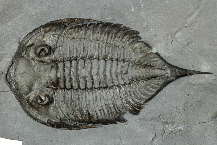 Dalmanites Trilobite Fossil - New York #295587